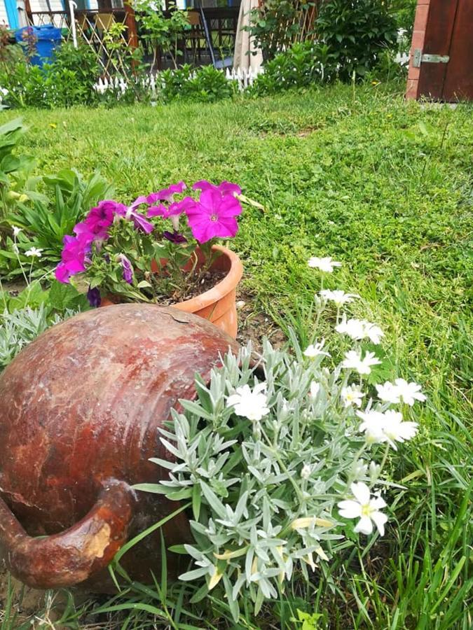 Camping Casuta Mihaela Crisan  Bagian luar foto