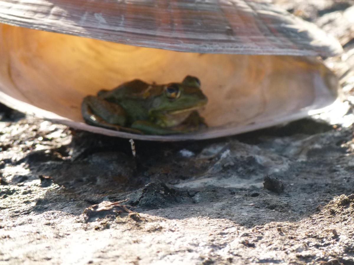 Camping Casuta Mihaela Crisan  Bagian luar foto